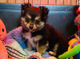 One little girl available now