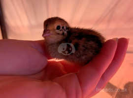 Unsexed 2 Week Old Japanese Quails Chicks in Many Colours