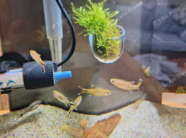 Fish