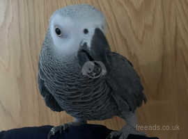 Hand tame African grey