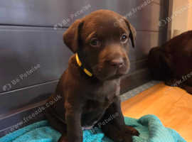 Smashing litter of KC Reg Chocolate Labradors