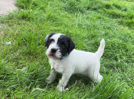 Patterdale x parson Russell