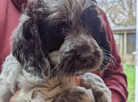 Exceptional Health Tested F1 Cockapoo Puppies Ready Now Council Licenced Domestic Breeder