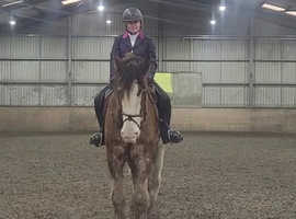 Stunning 18hh 8yo Clydesdale Gelding Ride or Drive