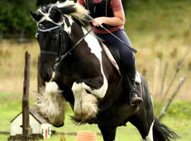 REDUCED 13.3hh cob who loves her job