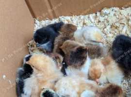 Beautiful day old pekin bantam chicks available