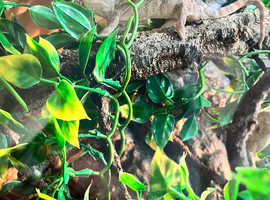 Panther chameleon