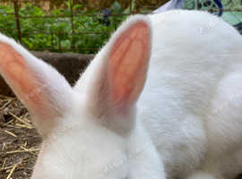 White male Rabbits