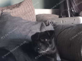 Male pug