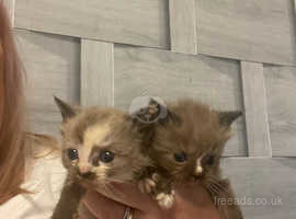 Brown Mink Ragdoll kittens