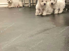 bichon