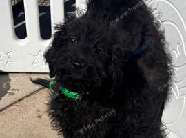 Labradoodle puppies