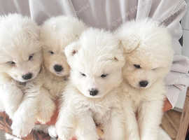 Samoyed Puppies Kennel Club Registered