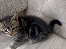 8 weeks old kittens ready