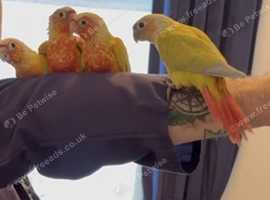 Hand reared baby conure