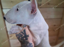 happy playful Bull Terrier puppy