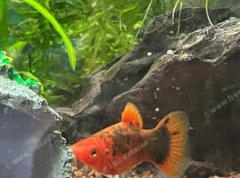 Red and black Tuxedo Male Platy