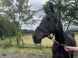 FLASHY AND BOLD DRESSAGE MARE