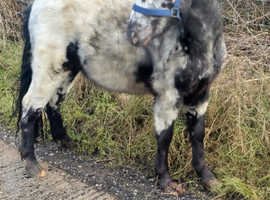 Baps registered spotted colt xx
