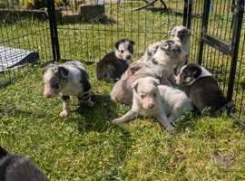 Border collie puppies