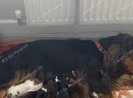 Show kc cocker spaniel puppy's