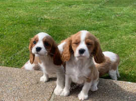 Pedigree cavalier king Charles