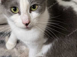 Russian blue x ragdoll