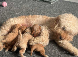 Cockapoo deals kc registered