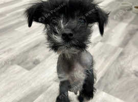 3 month old crested cross