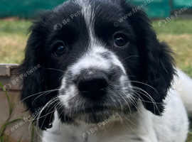 Sprocker male puppy