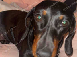 Miniature Dachshund