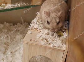 2 male gerbils and tank