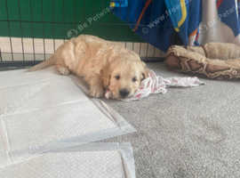 Golden Retriever Puppies for Sale Ready for the new home from 19 September