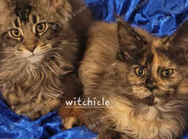 Coon cats best sale for adoption