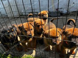 Rottie Cross pups