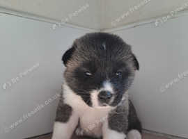 5 X FEMALE PUPPIES 8 WEEKS OLD