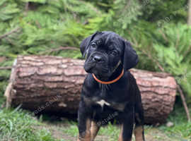 Italian mastiff/cane corso