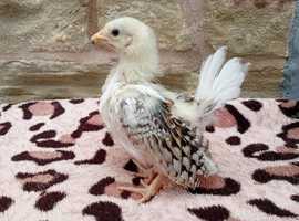 Sweet 4-Week-Old Serama Rooster Chick