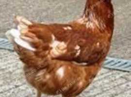 Point of lay chickens for sale - Leatherhead, Surrey