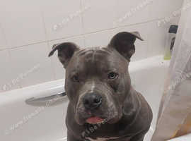 Pocket bully for a good home