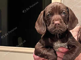 German shorthair pointer x