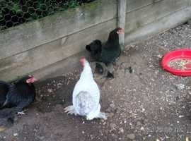 Other Chicken Breeds For Sale Rehome In Wiltshire Find Chickens