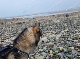 Siberian husky needing loving home