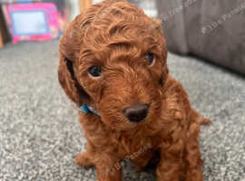 One male F1b puppy - ready end of May.