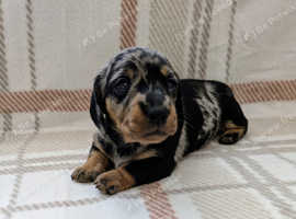 Miniature dapple dachshund puppies