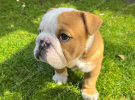 English Bulldog