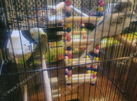 Budgies for sale