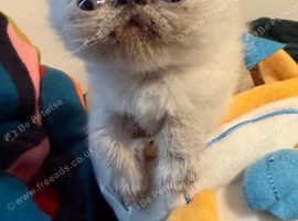 Two delightful Kittens