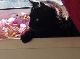 Female Bombay 10month old pure black kitten/cat plus loads of extras!!!!!