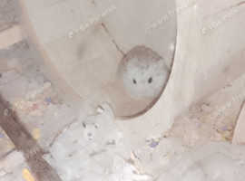 Hamster and cage